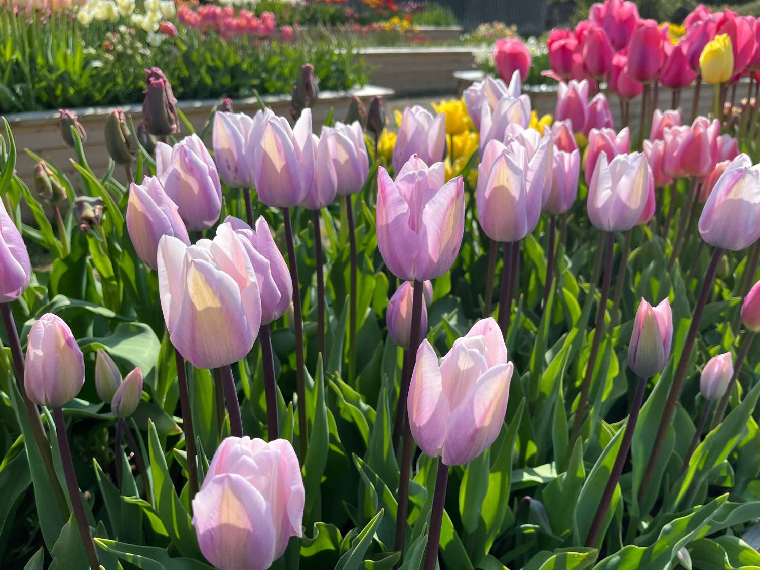 Tulipe 'Jacuzzi'
